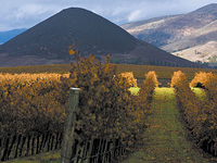 Vineyard in Edna Valley Vineyard in Edna Valley